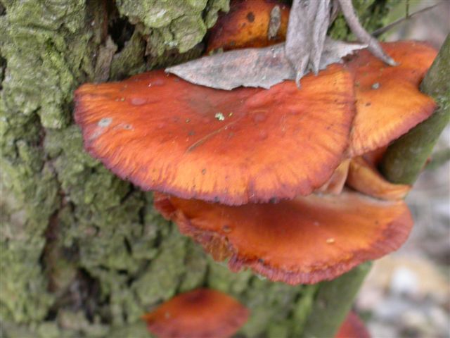 Flammulina velutipes e Tubaria sp.